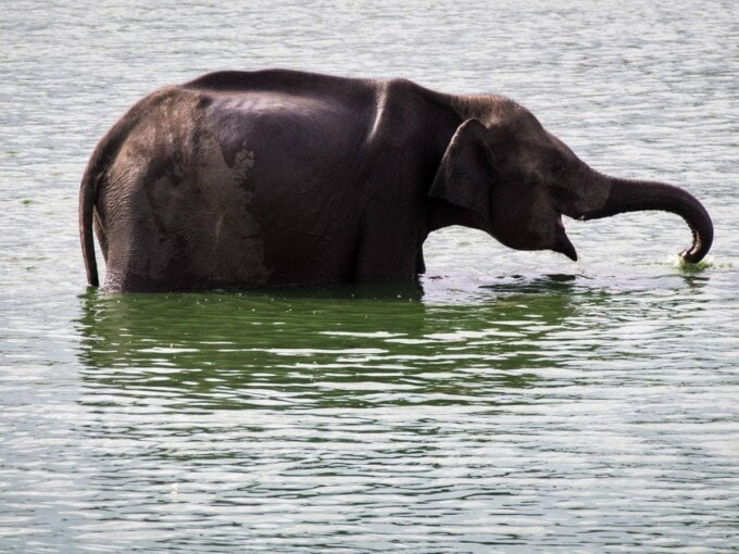elephant bathing in a sri lanka national park