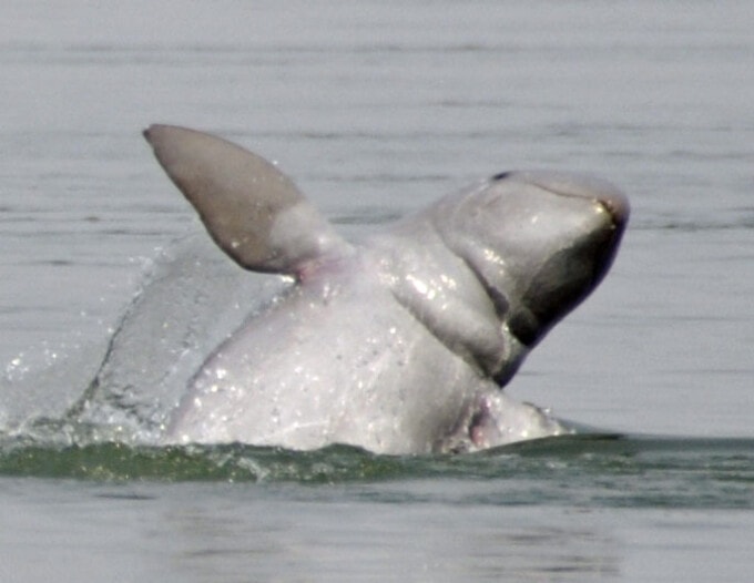 irrawaddy river dolphins