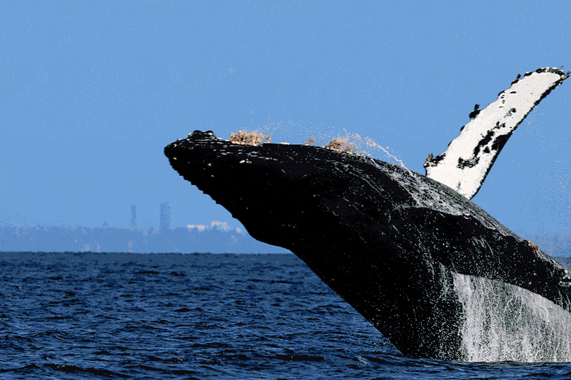 gif of humpback whale breaching
