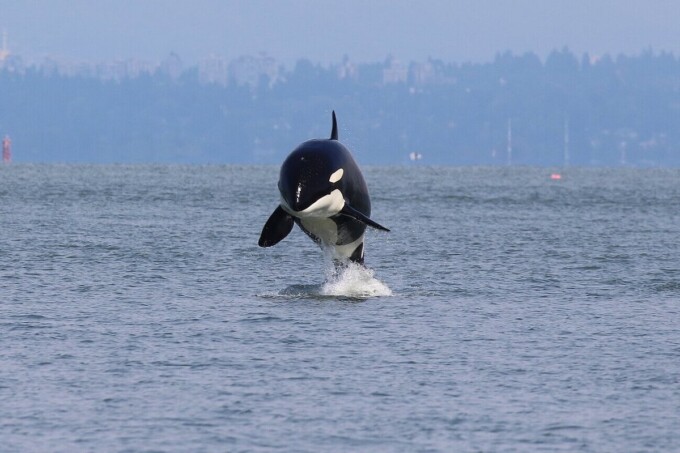 orca jumping over the water in british columbia