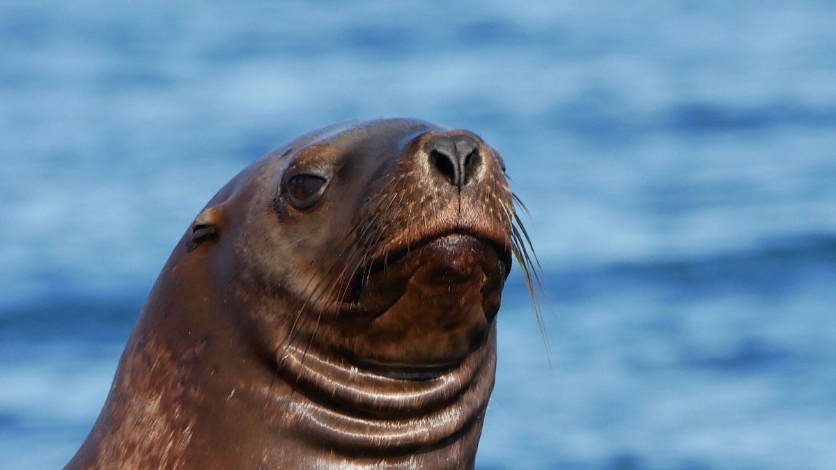 close up of a harbour seal