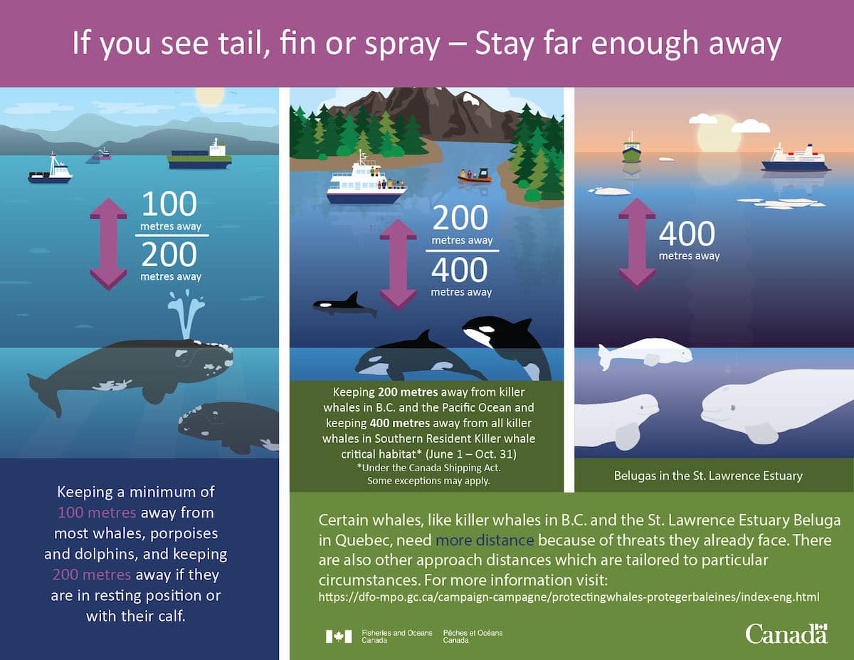 canadian whale watching regulations graphic