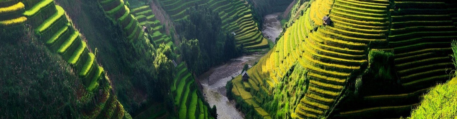 terraced rice fields in vietnam